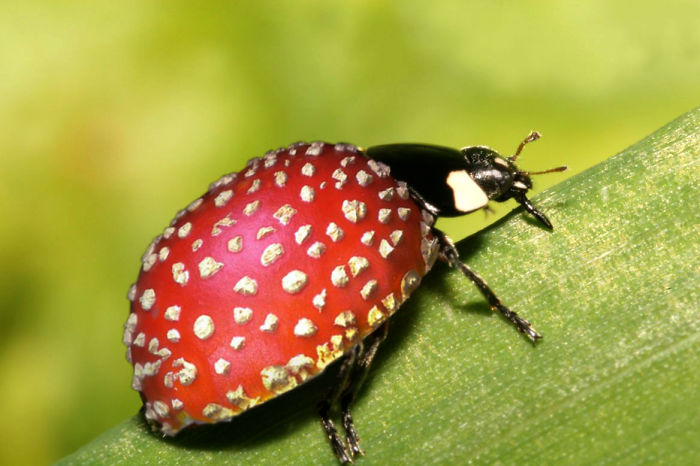Мастера фотошопа превращают животных в растения 