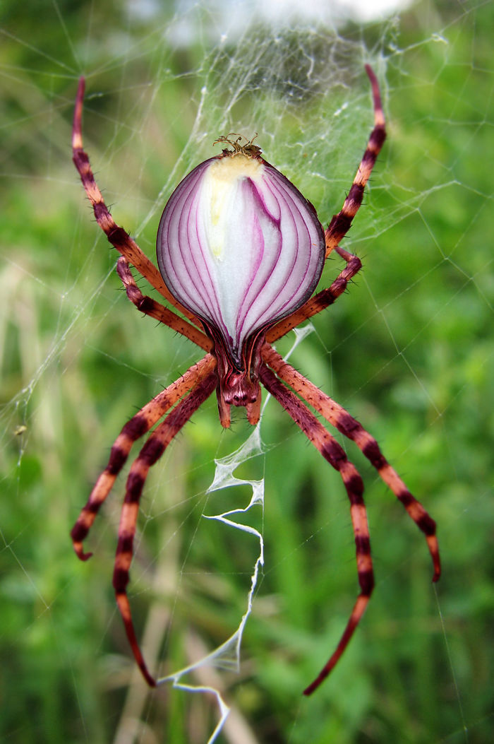 Мастера фотошопа превращают животных в растения 
