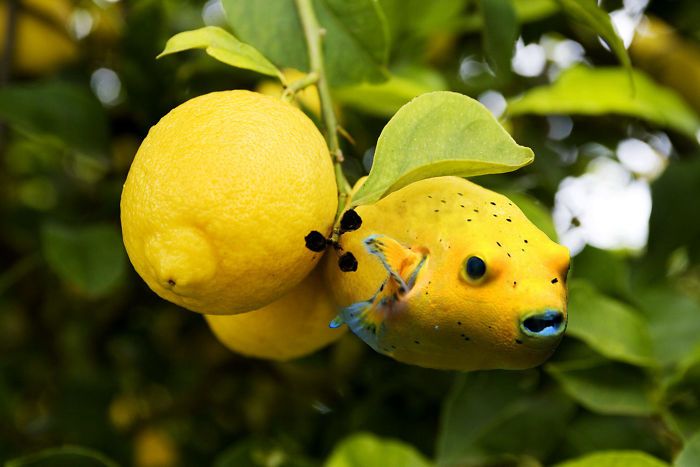 Мастера фотошопа превращают животных в растения 