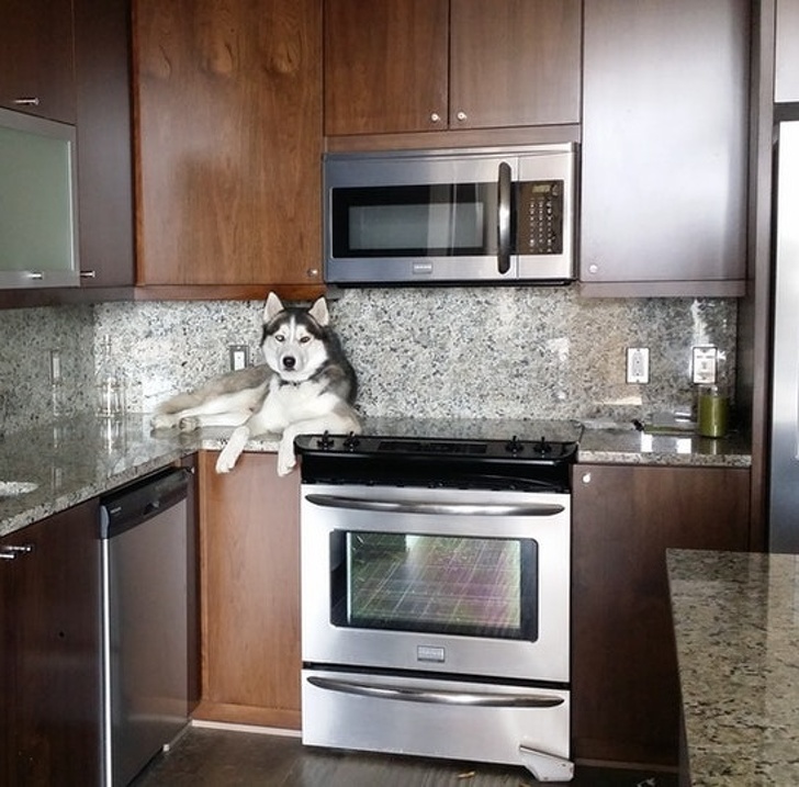 животные ведут себя плохо, животные шкодничают, животные засранцы 