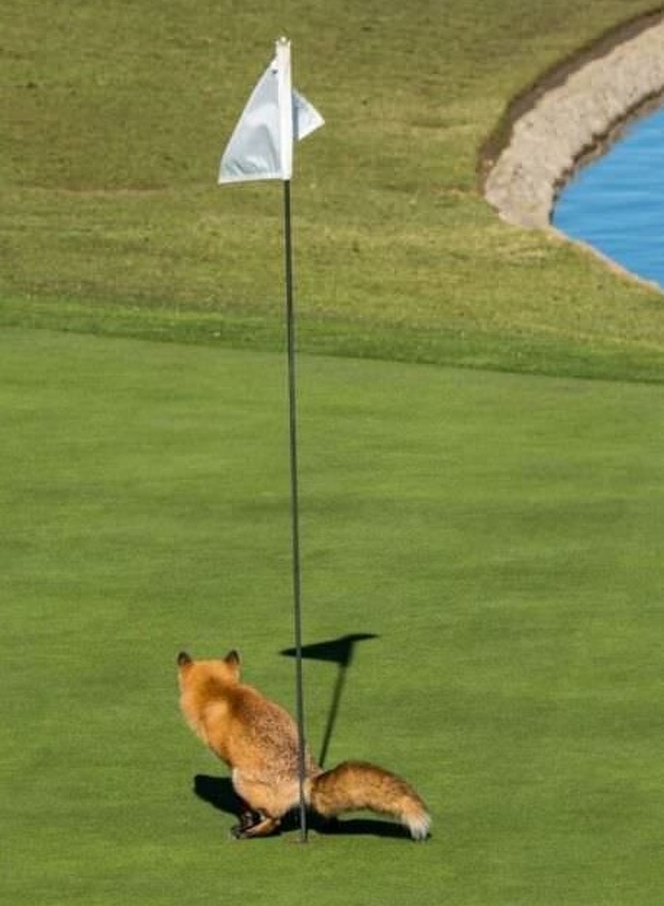 животные ведут себя плохо, животные шкодничают, животные засранцы 