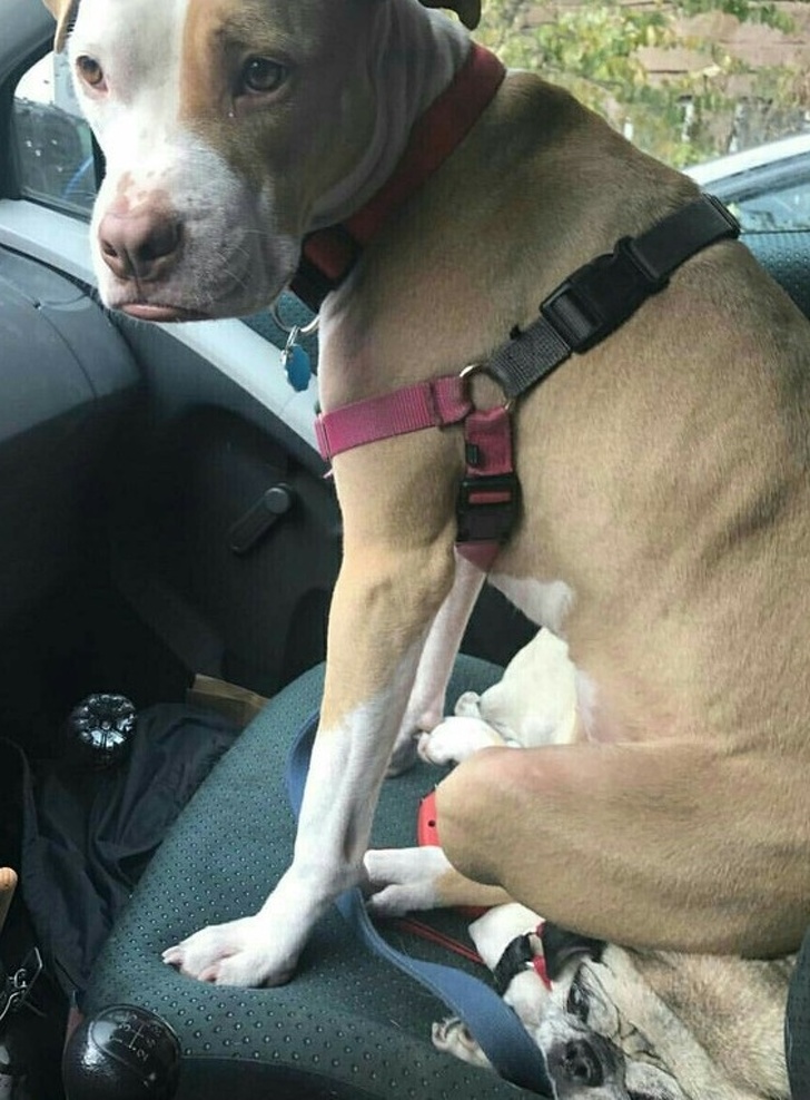 животные ведут себя плохо, животные шкодничают, животные засранцы 