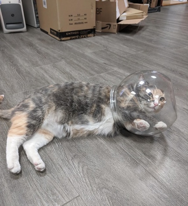 животные ведут себя плохо, животные шкодничают, животные засранцы 