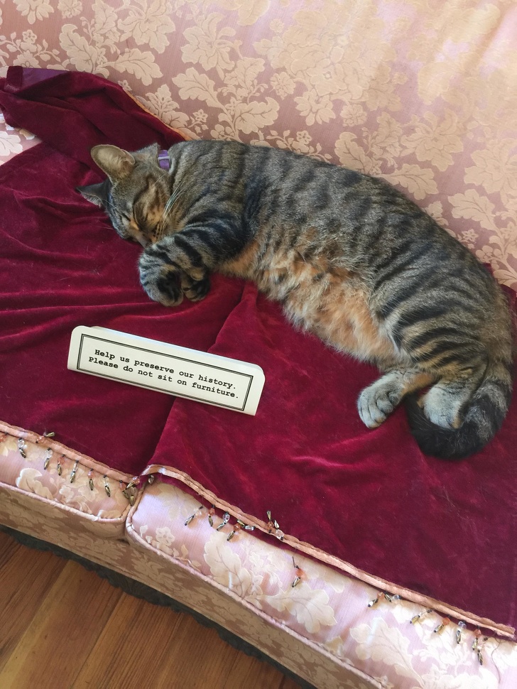 животные ведут себя плохо, животные шкодничают, животные засранцы 