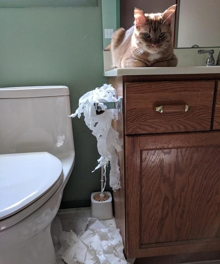 животные ведут себя плохо, животные шкодничают, животные засранцы 