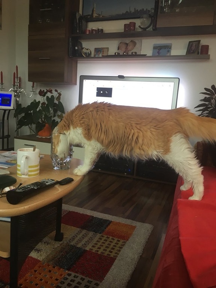 животные ведут себя плохо, животные шкодничают, животные засранцы 