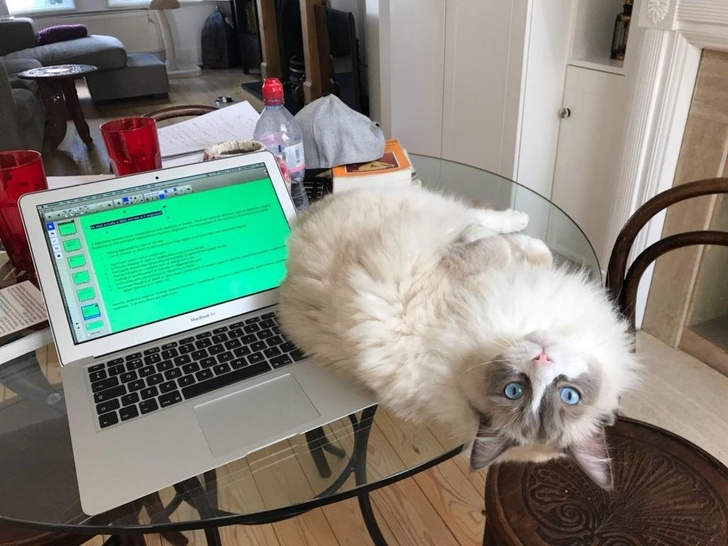 животные ведут себя плохо, животные шкодничают, животные засранцы 