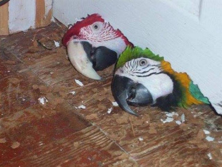 животные ведут себя плохо, животные шкодничают, животные засранцы 