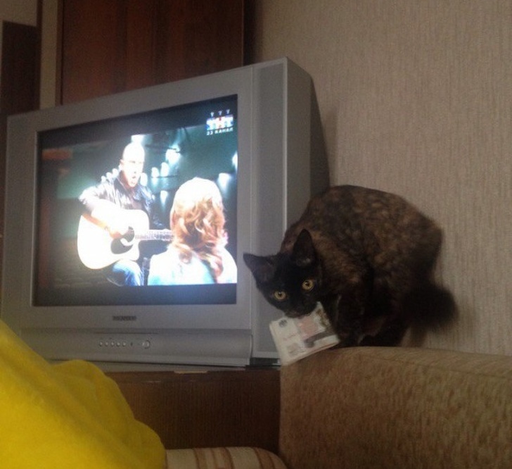 животные ведут себя плохо, животные шкодничают, животные засранцы 