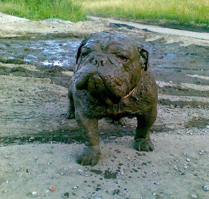 животные ведут себя плохо, животные шкодничают, животные засранцы 