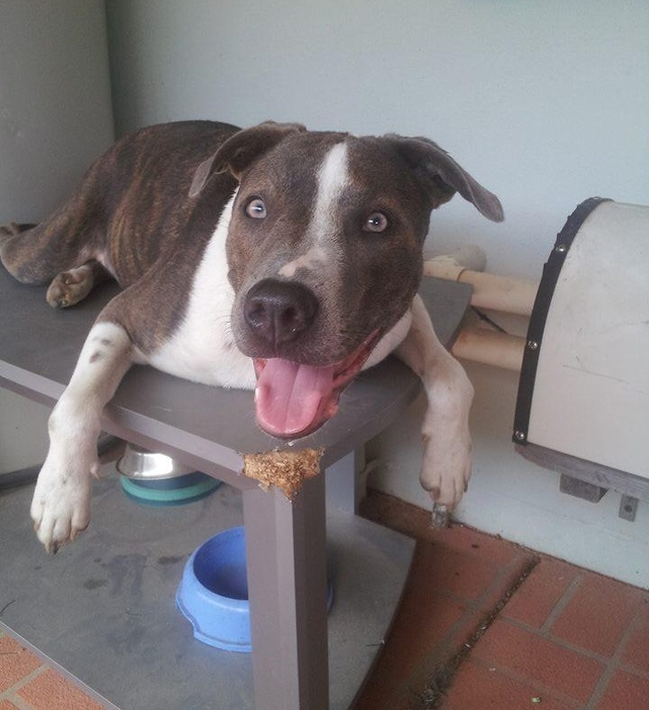 животные ведут себя плохо, животные шкодничают, животные засранцы 