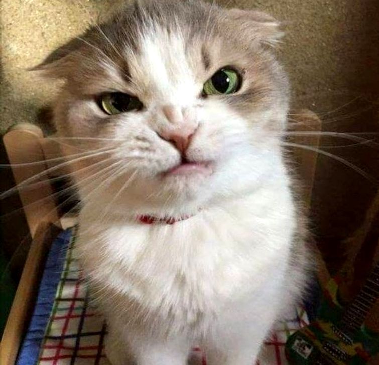 животные ведут себя плохо, животные шкодничают, животные засранцы 