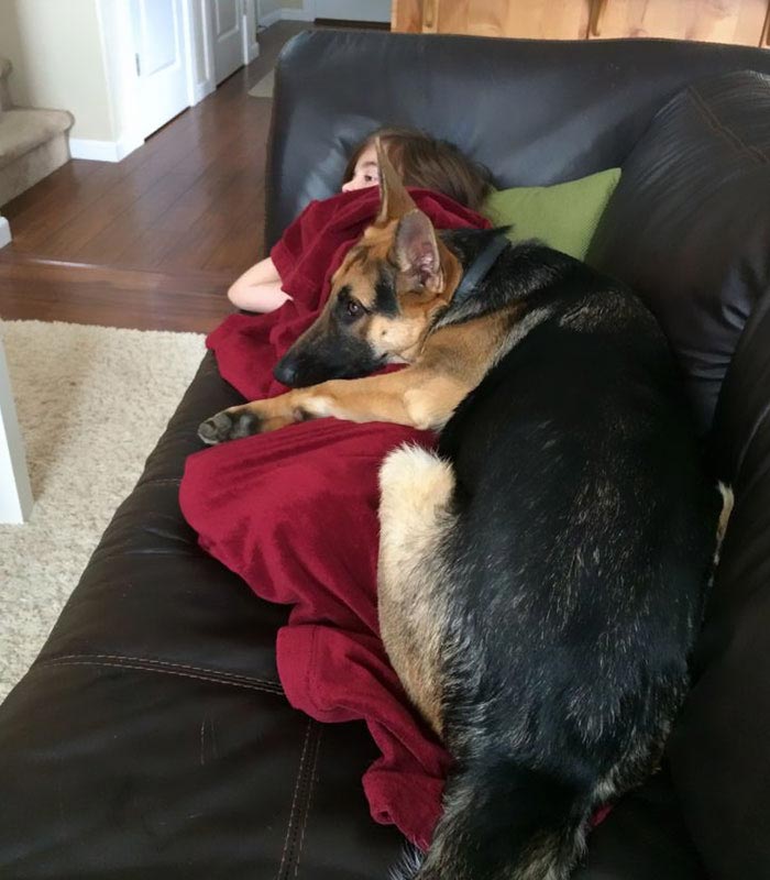 собаки герои, героические собаки, истории о собаках, собаки спасли жизнь