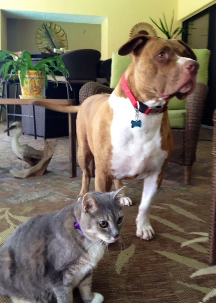 собаки герои, героические собаки, истории о собаках, собаки спасли жизнь