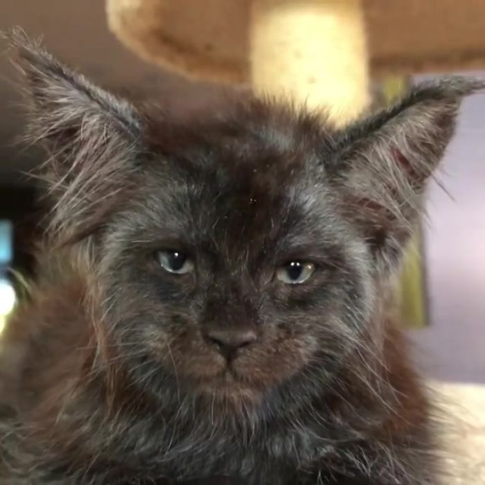 У этой кошки из России человеческое лицо, и мы не можем перестать на неё  смотреть