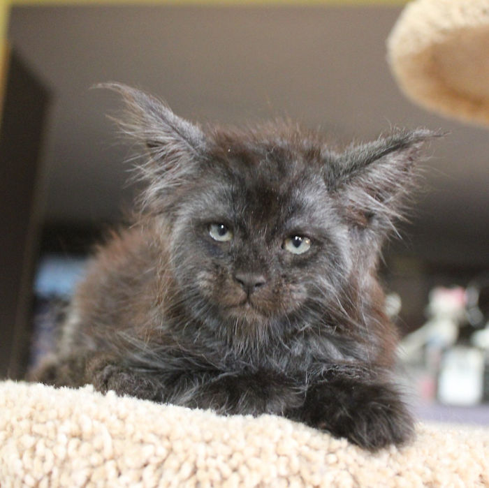 кошка с человеческим лицом, кошка валькирия, валькирия мейн-кун