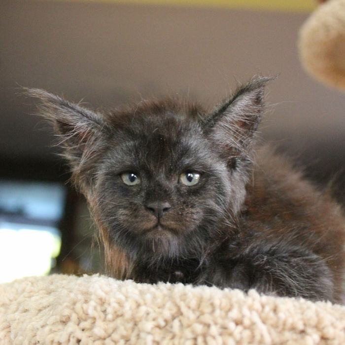 кошка с человеческим лицом, кошка валькирия, валькирия мейн-кун