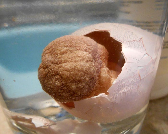 Кто-то нашёл старую игрушку игрушка растущая в воде, игрушка растёт в воде, игрушка в яйце растёт в воде, iguanamouth