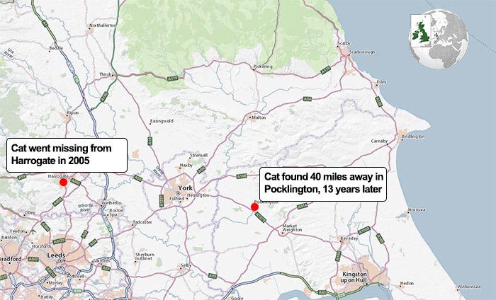 Кошка вернулась домой после 13 лет отсутствия, кошка Бу