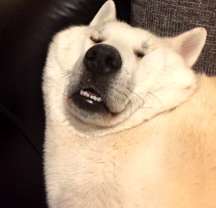 животные которые ведут себя как люди, животные как мы