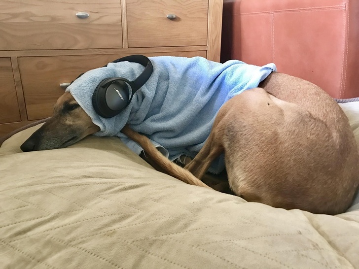 животные которые ведут себя как люди, животные как мы