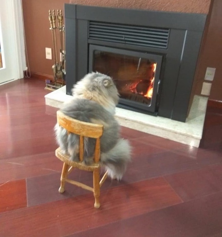 животные которые ведут себя как люди, животные как мы