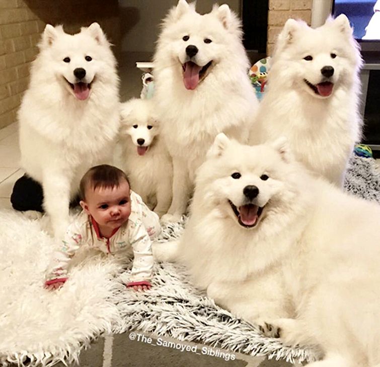 женщина показала что значит воспитывать 2 детей и 4 самоедов, Сара Хегарти