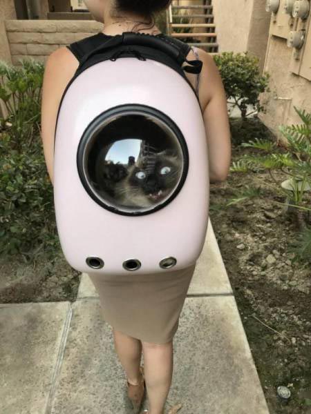 смешные животные, смешные фото животных, смешные истории животных, мимиметры