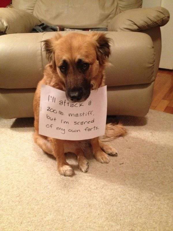 смешные животные, смешные фото животных, смешные истории животных, мимиметры