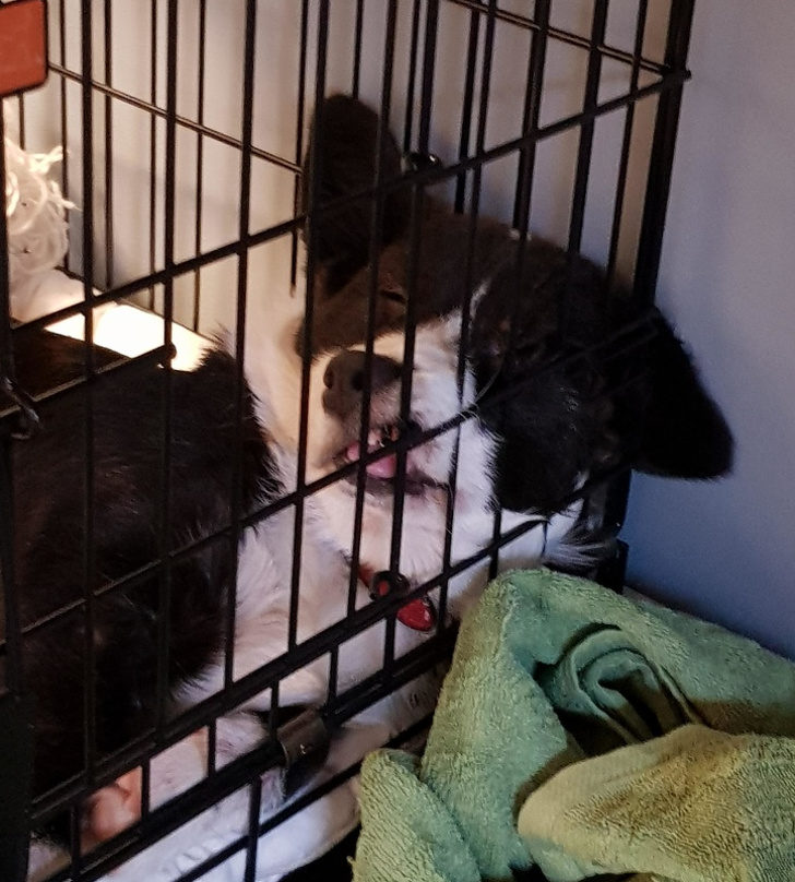 25 животных-пофигистов, чей уровень безразличия к происходящему просто зашкаливает животные-пофигисты, животные чей уровень безразличия к происходящему просто зашкаливает