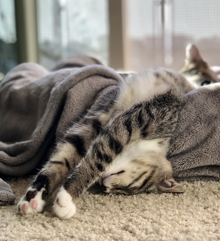 25 животных-пофигистов, чей уровень безразличия к происходящему просто зашкаливает животные-пофигисты, животные чей уровень безразличия к происходящему просто зашкаливает