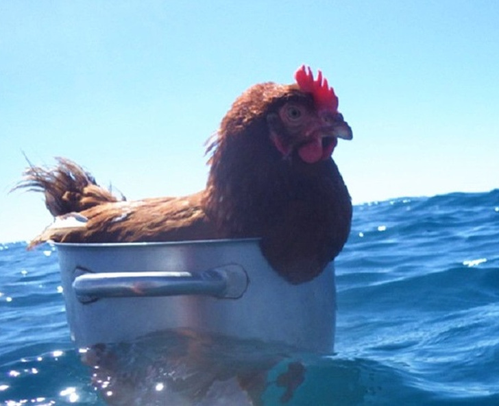 25 животных-пофигистов, чей уровень безразличия к происходящему просто зашкаливает животные-пофигисты, животные чей уровень безразличия к происходящему просто зашкаливает