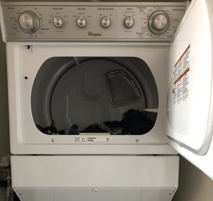 25 животных-пофигистов, чей уровень безразличия к происходящему просто зашкаливает животные-пофигисты, животные чей уровень безразличия к происходящему просто зашкаливает