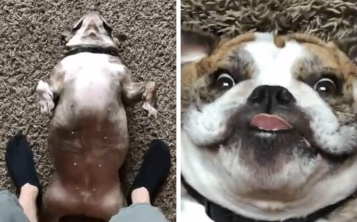 25 животных-пофигистов, чей уровень безразличия к происходящему просто зашкаливает животные-пофигисты, животные чей уровень безразличия к происходящему просто зашкаливает