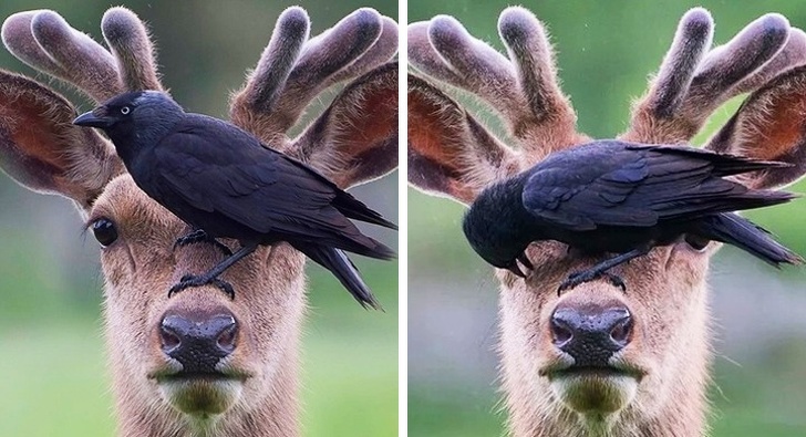 25 животных-пофигистов, чей уровень безразличия к происходящему просто зашкаливает животные-пофигисты, животные чей уровень безразличия к происходящему просто зашкаливает