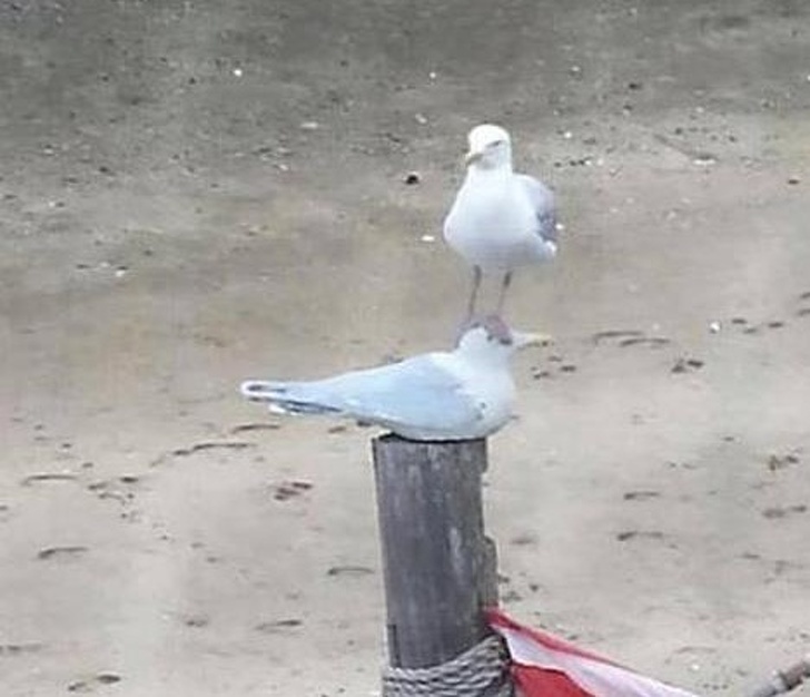 25 животных-пофигистов, чей уровень безразличия к происходящему просто зашкаливает животные-пофигисты, животные чей уровень безразличия к происходящему просто зашкаливает