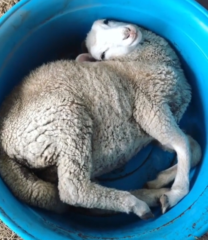 25 животных-пофигистов, чей уровень безразличия к происходящему просто зашкаливает животные-пофигисты, животные чей уровень безразличия к происходящему просто зашкаливает