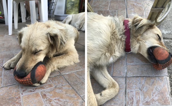 25 животных-пофигистов, чей уровень безразличия к происходящему просто зашкаливает животные-пофигисты, животные чей уровень безразличия к происходящему просто зашкаливает