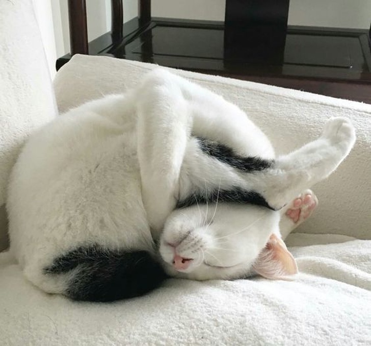 25 животных-пофигистов, чей уровень безразличия к происходящему просто зашкаливает животные-пофигисты, животные чей уровень безразличия к происходящему просто зашкаливает