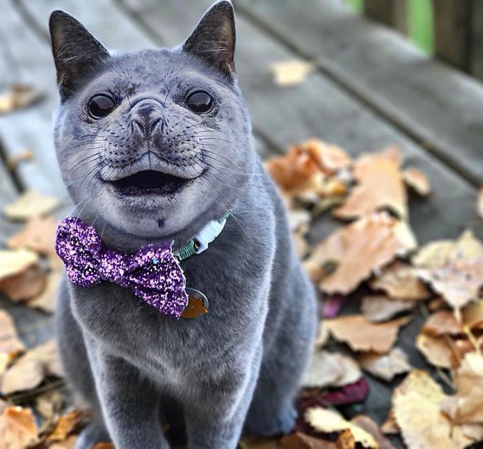 Девушка превращает питомцев в монстров при помощи фотошопа,  Ида 