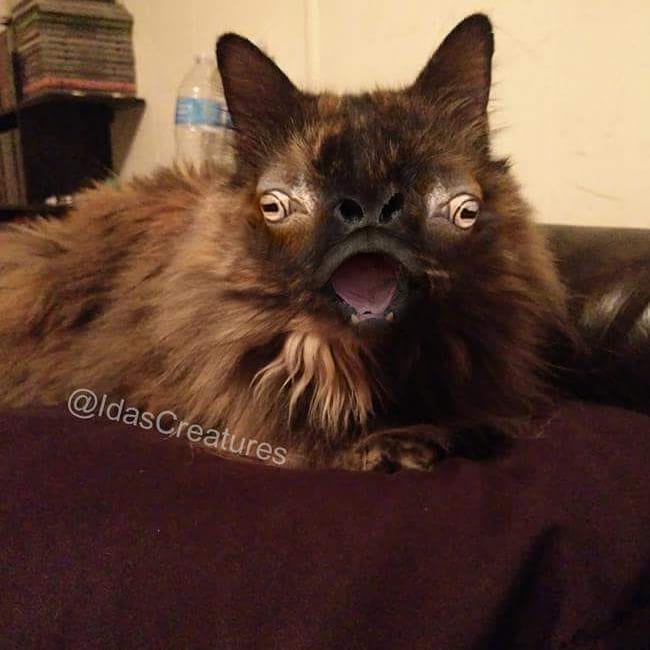 Девушка превращает питомцев в монстров при помощи фотошопа,  Ида 
