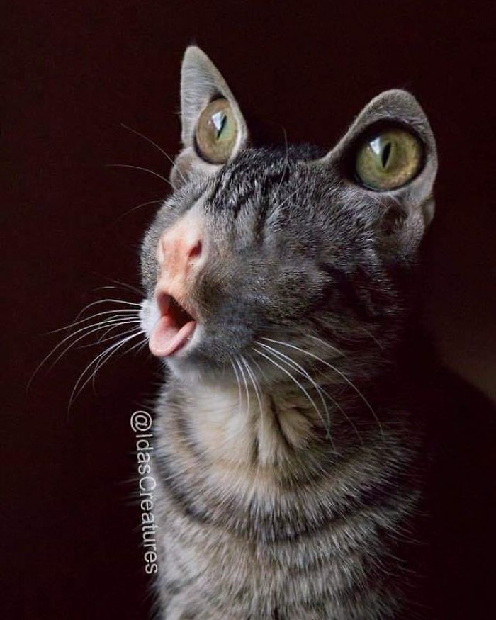 Девушка превращает питомцев в монстров при помощи фотошопа,  Ида 