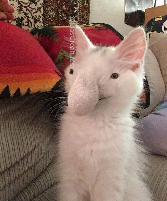 Девушка превращает питомцев в монстров при помощи фотошопа,  Ида 