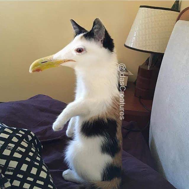 Девушка превращает питомцев в монстров при помощи фотошопа,  Ида 