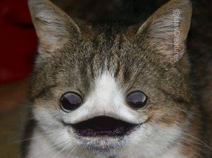 Девушка превращает питомцев в монстров при помощи фотошопа,  Ида 