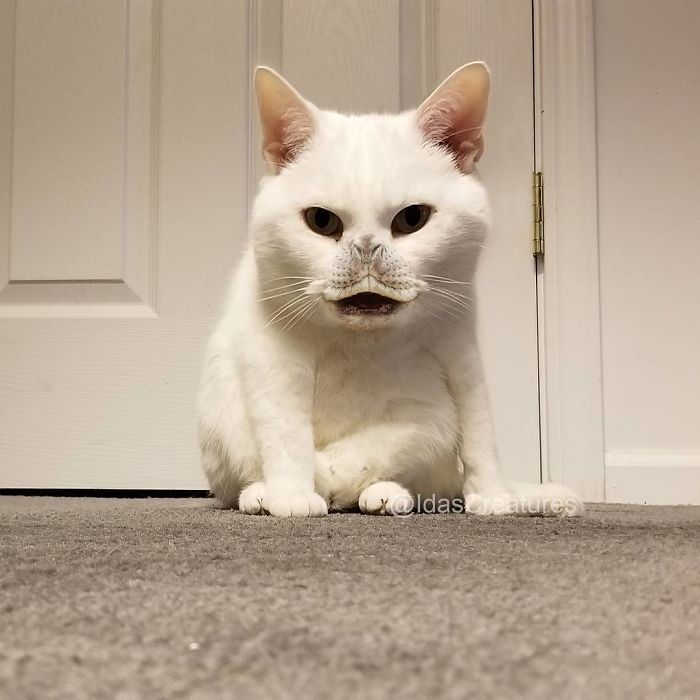 Девушка превращает питомцев в монстров при помощи фотошопа,  Ида 