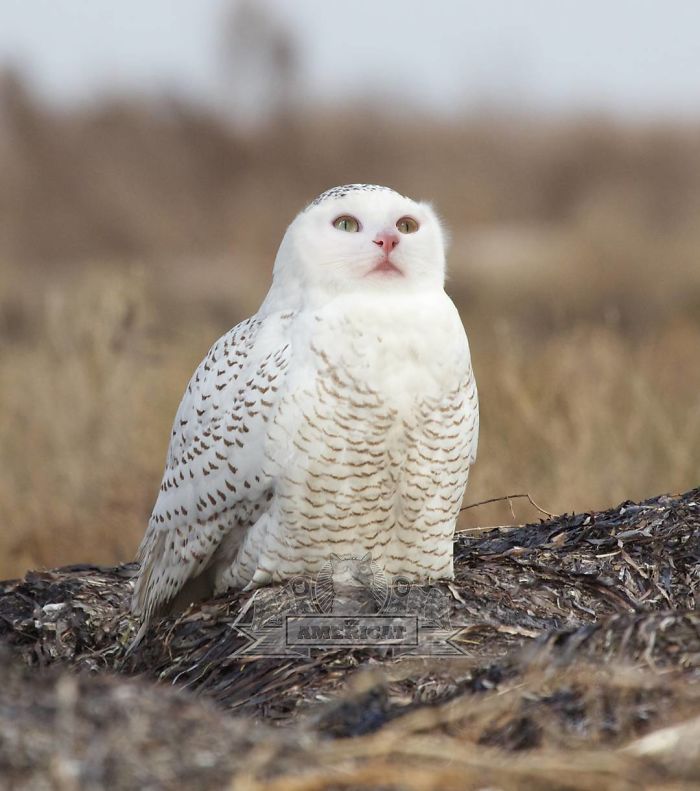 Девушка превращает питомцев в монстров при помощи фотошопа,  Ида 