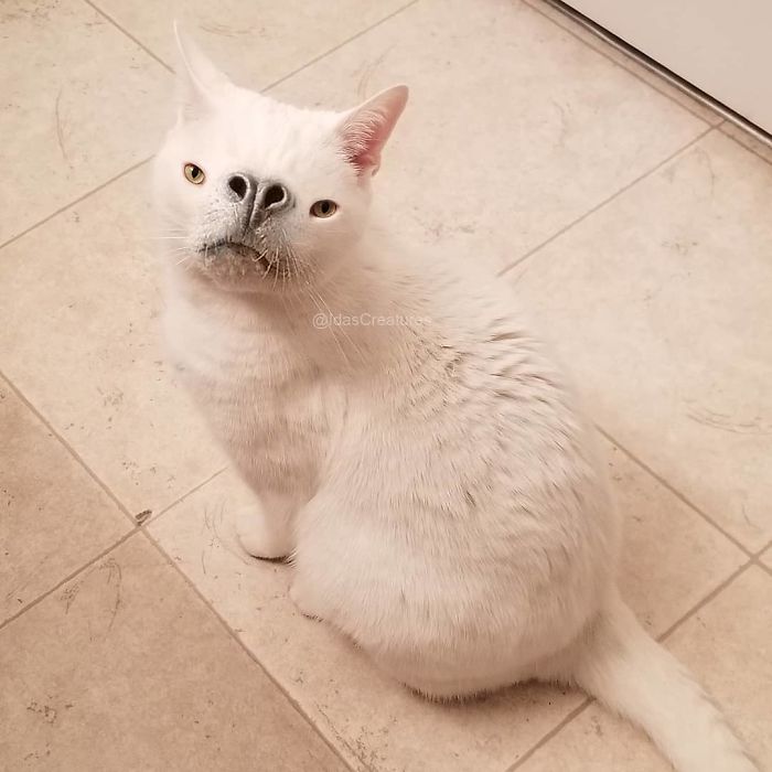 Девушка превращает питомцев в монстров при помощи фотошопа,  Ида 