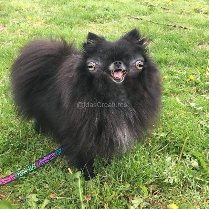 Девушка превращает питомцев в монстров при помощи фотошопа,  Ида 