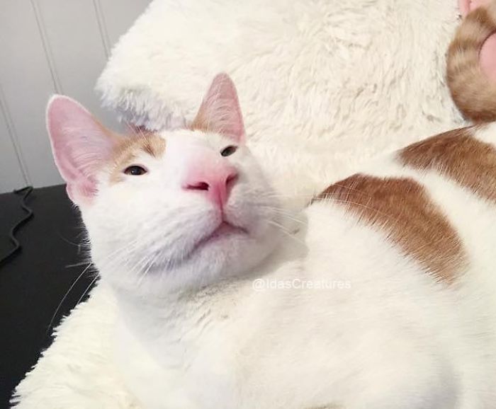 Девушка превращает питомцев в монстров при помощи фотошопа,  Ида 